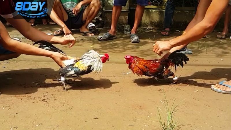 suc-hap-dan-kho-cuong-tu-cua-da-ga-truc-tiep-c1